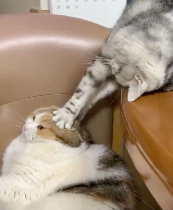 モモちゃんにマッサージするハルちゃん