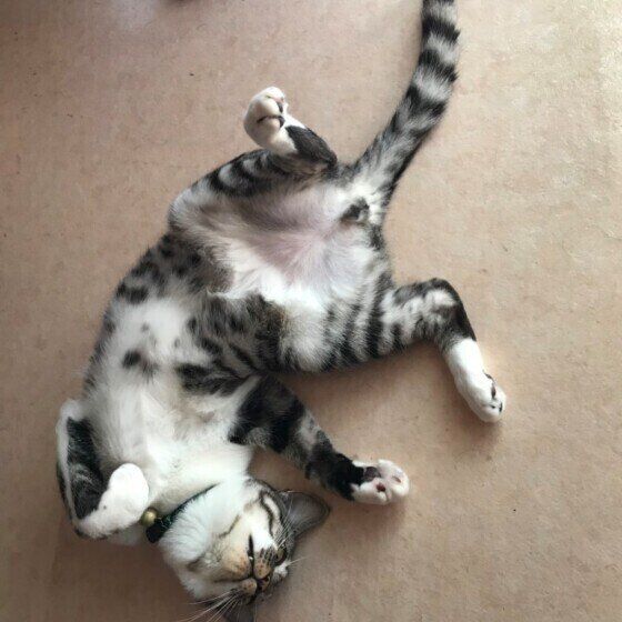 コウ　サバトラ　だらけ