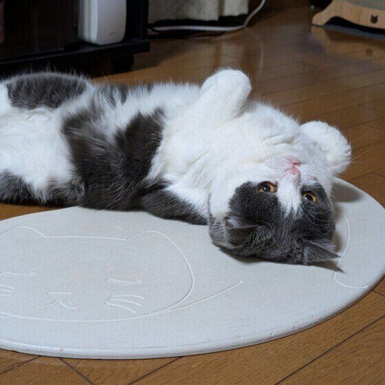 ブリティッシュショートヘアのりんくん