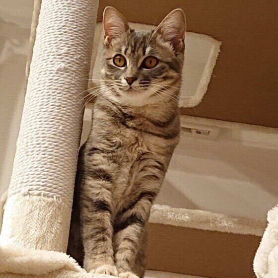 サバトラの四つ葉ちゃん