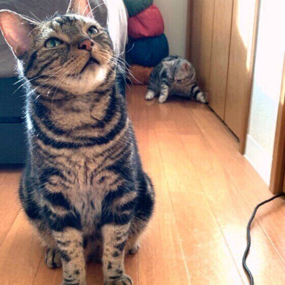 見上げるアメリカンショートヘア