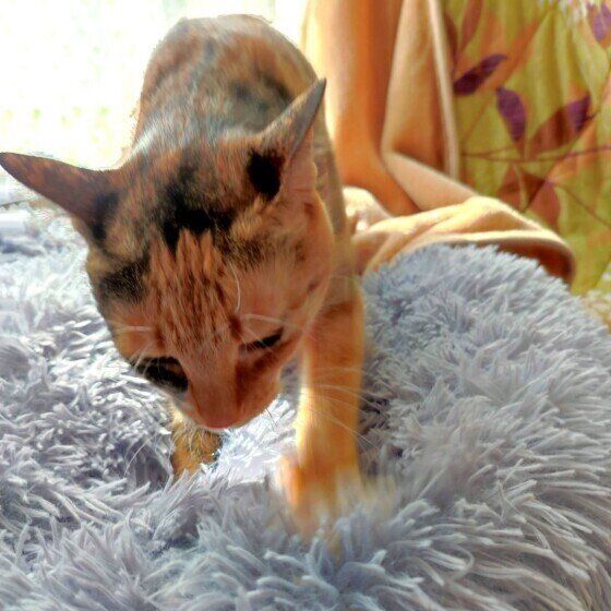 ふみふみするミケ