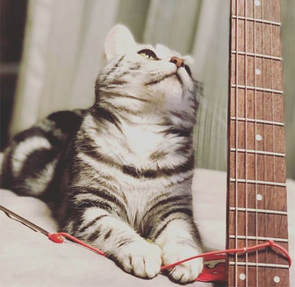 ギターを見るアメリカンショートヘア