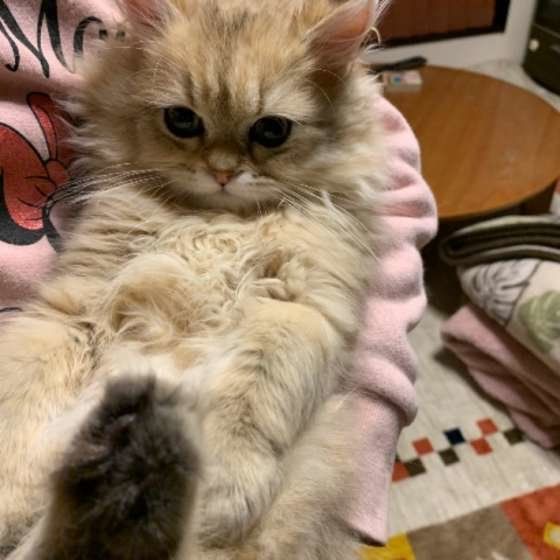 抱っこされるペルシャ