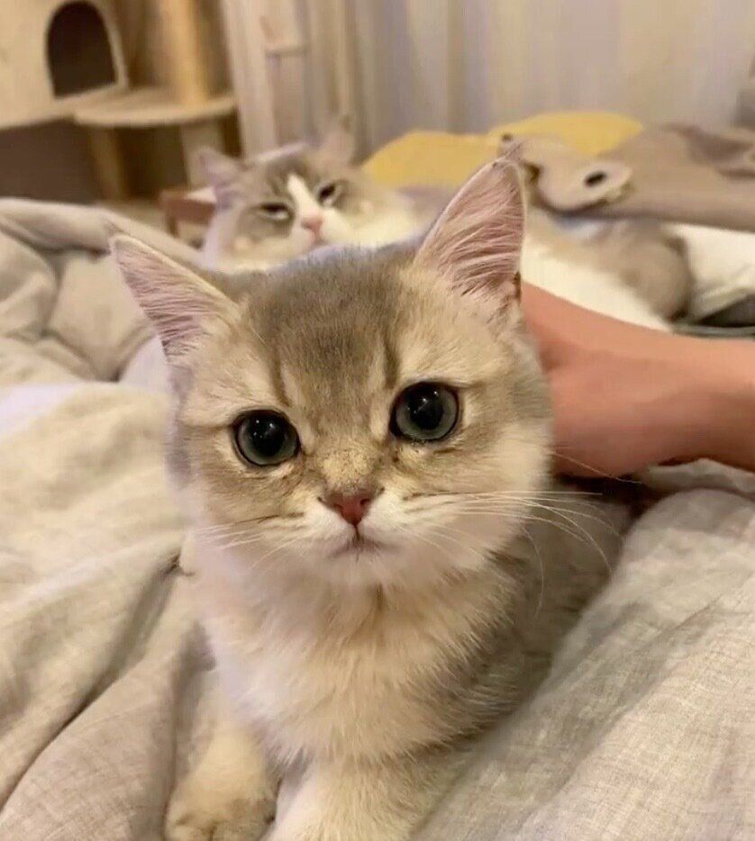 パパさんに甘えるミアちゃんと、その様子を見つめるニコくん