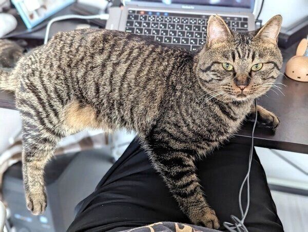 飼い主さんの仕事を邪魔する烈くん