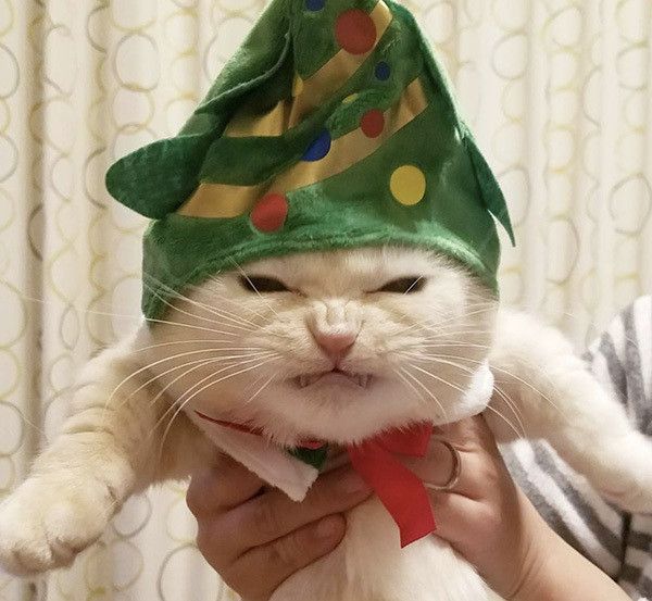 怒ったマンチカン