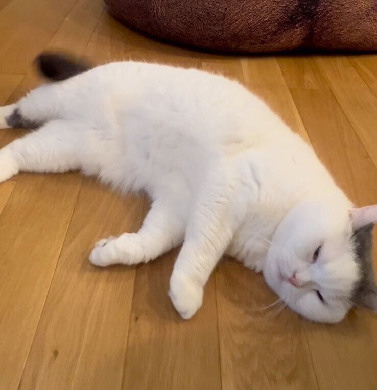 寝転がるカツヲくん