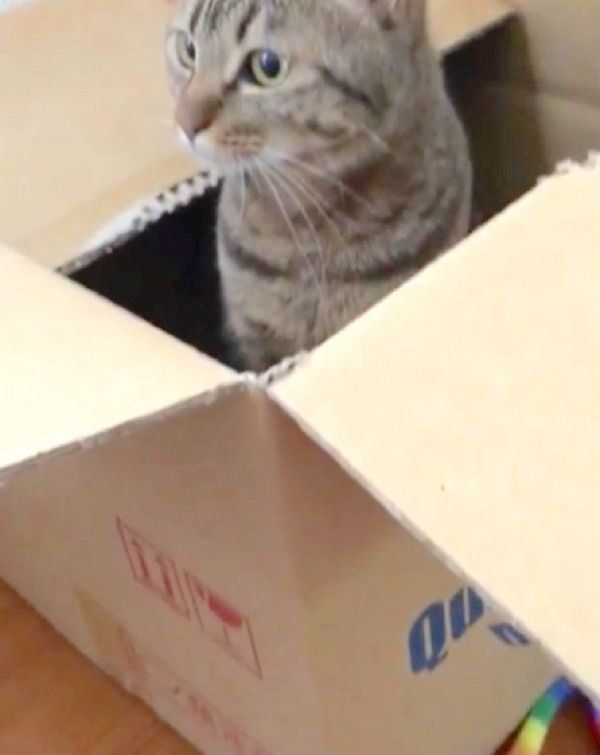 ダンボールで遊ぶ猫