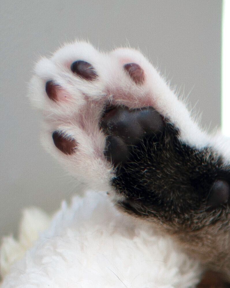 猫の肉球　あさづゆ 2018 ハーフボトル　11本 肉球の日 13匹の肉球 2024 240209 - YouTube