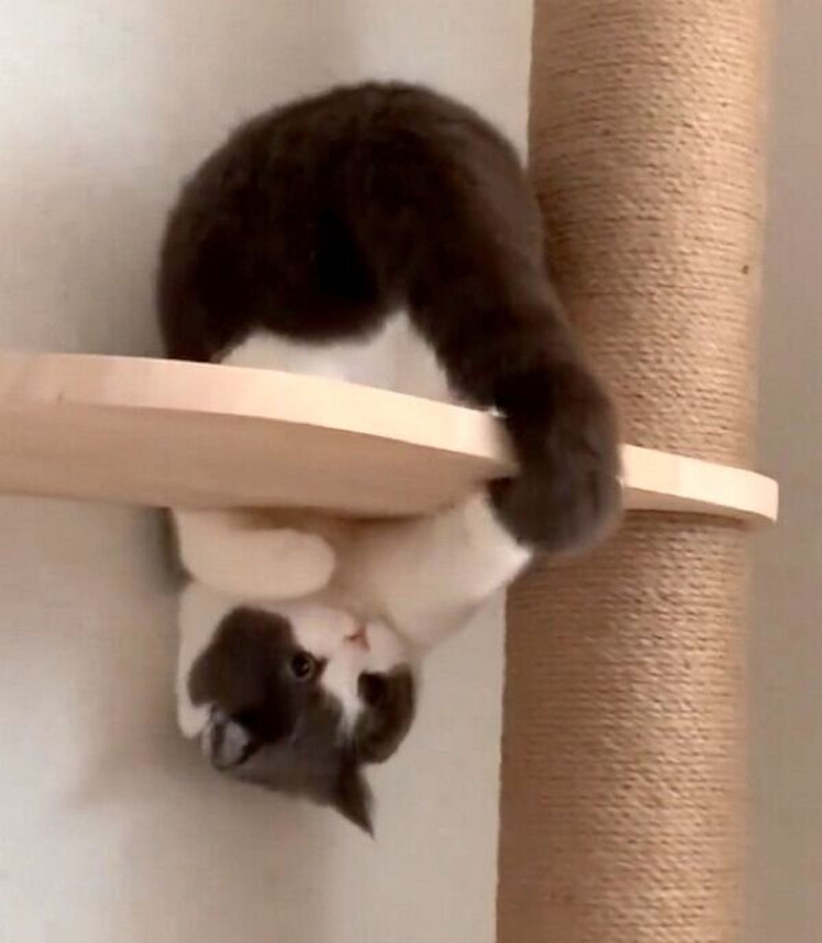 フシギな体勢で自分の しっぽ を追いかける猫 難易度高め な遊びの様子に思わずヒヤッ ねこのきもちweb Magazine フシギな体勢で自分の しっぽ を追いかける猫 難易度高め な遊びの様子に思わずヒヤッ ねこのきもちweb Magazine