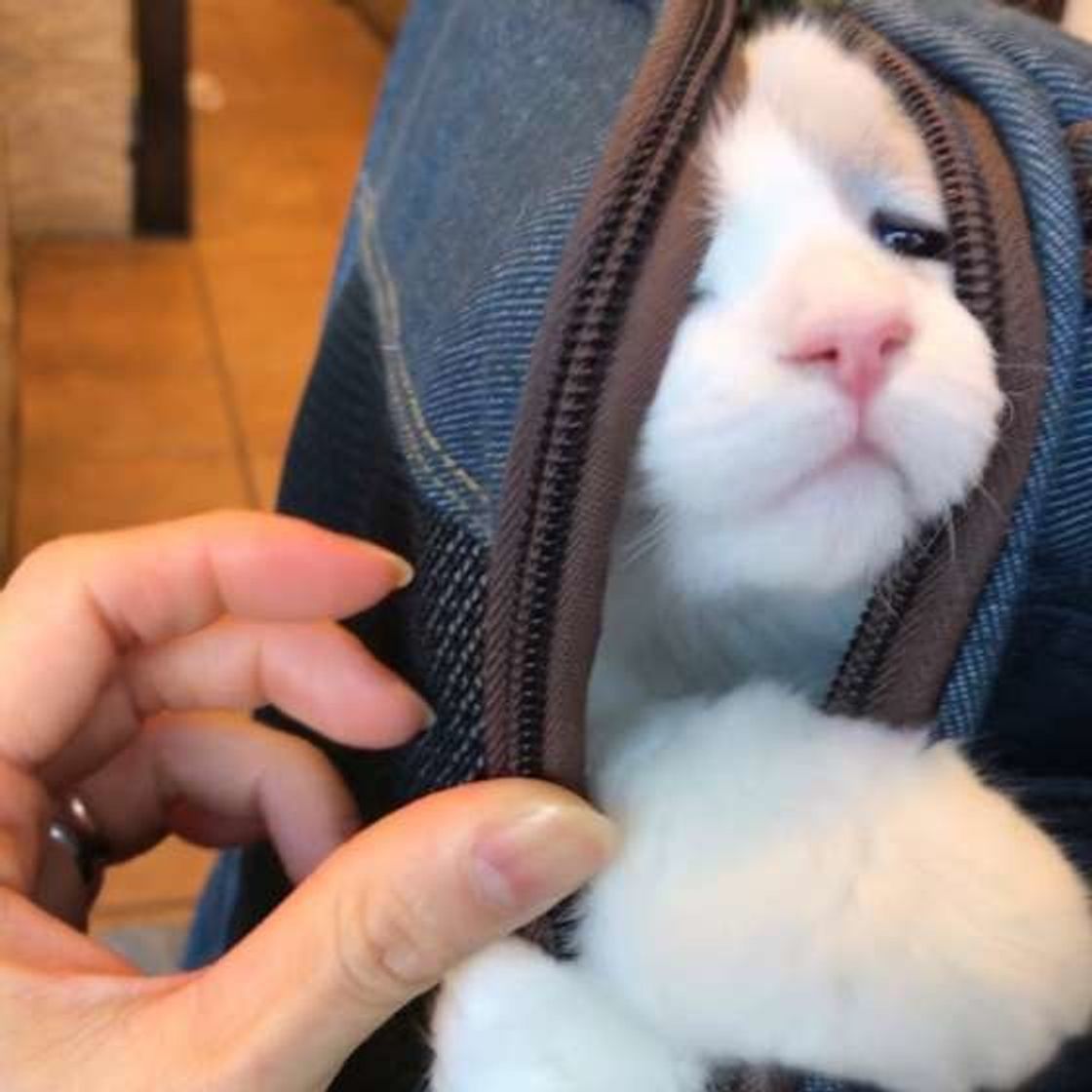 獣医師が思う 猫が動物病院を嫌いになる理由 と 慣れさせるために実践したいこと ねこのきもちweb Magazine 獣医師が思う 猫が動物病院を嫌いになる理由 と 慣れさせるために実践したいこと ねこのきもちweb Magazine