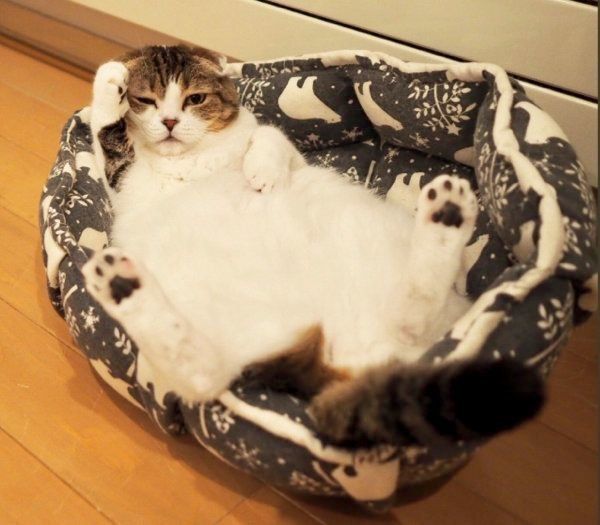 スコティッシュフォールドのどんぐりちゃん