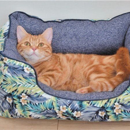 画像／「ねこのきもち」2017年10月号