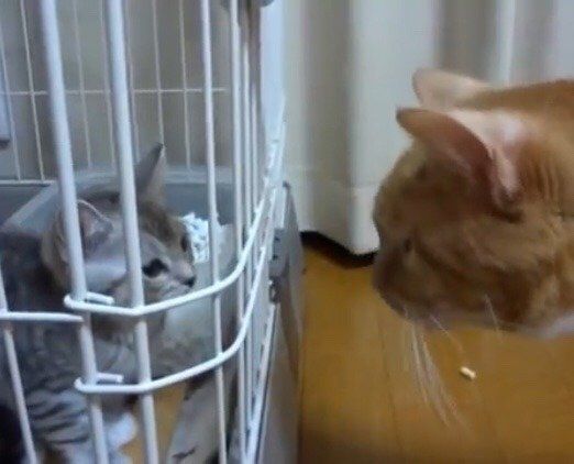 先輩猫のちゃいちゃんと新入りすしちゃんのご対面