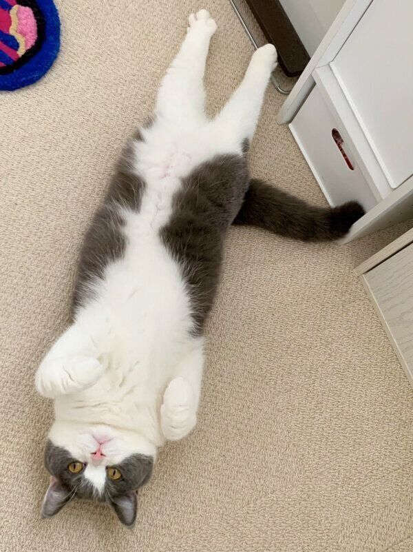 伸びるおもちちゃん