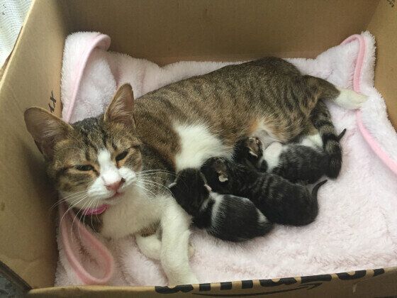 子猫にミルクをあげるMIX茶色×白のこむぎちゃん