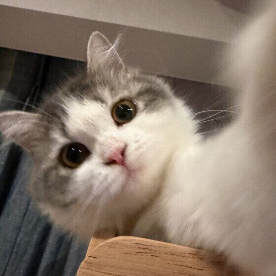 猫のつみれちゃん