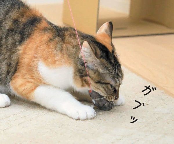 「ネズミ狩りトンネル潜り」の遊び方