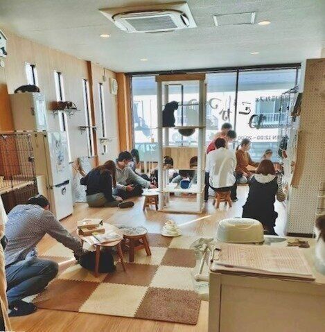 たくさんの猫たちと触れ合えます