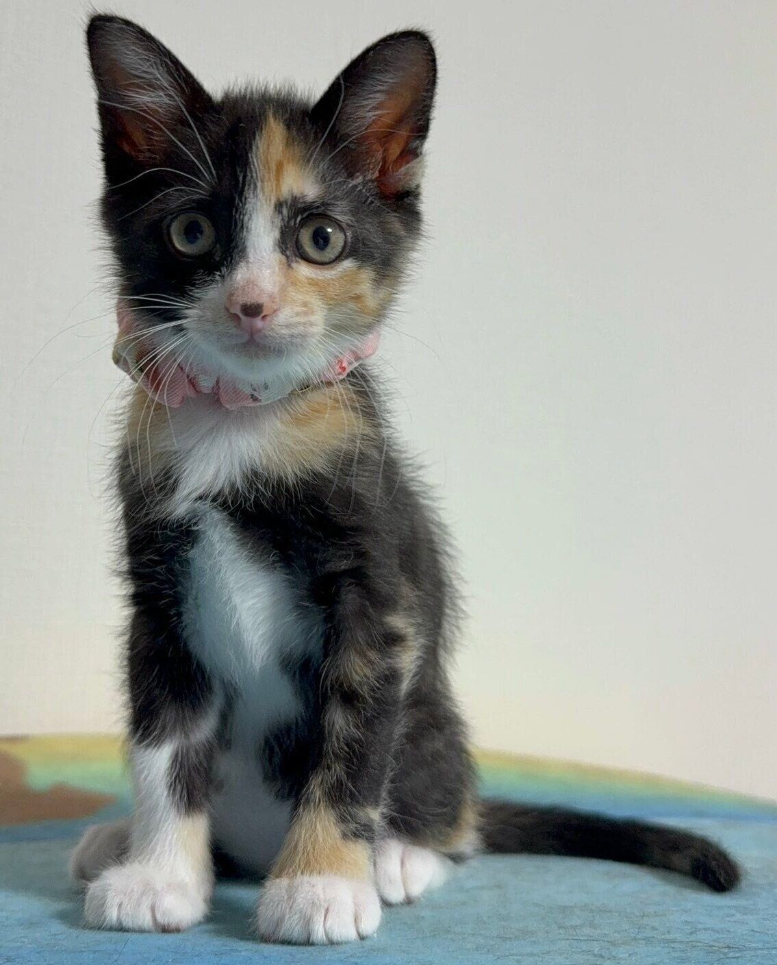 スクスクと成長中のまりもちゃん