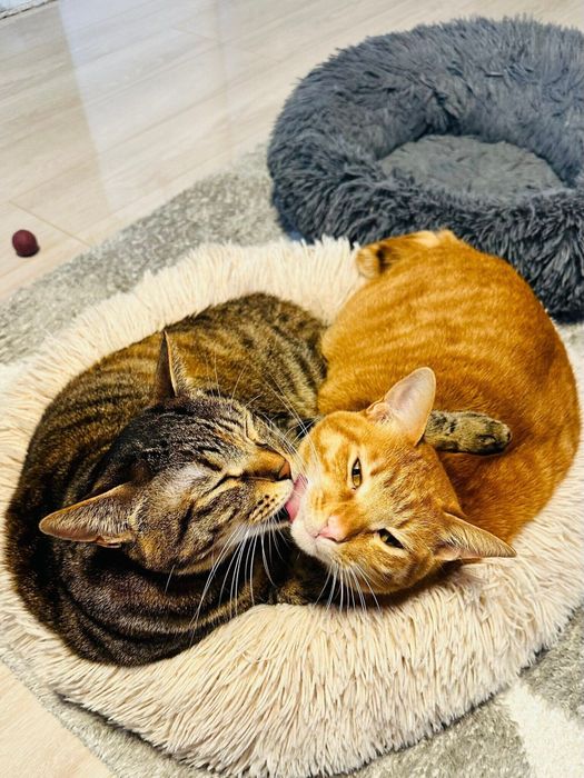 もう1匹の猫をなめている猫