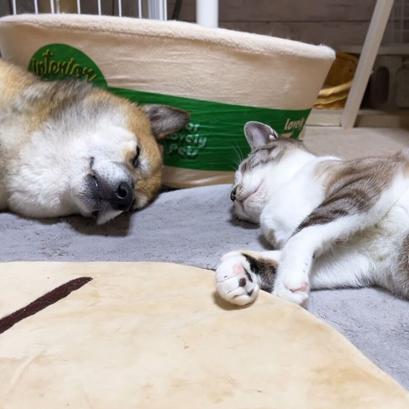 ちょい ちょい 大好きな柴犬にソフトタッチで攻撃する末っ子猫が可愛い ねこのきもちweb Magazine ちょい ちょい 大好きな柴犬にソフトタッチで攻撃する末っ子猫が可愛い ねこのきもちweb Magazine