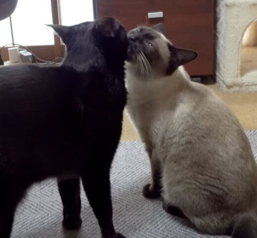 くろみつくんと、わらびちゃん