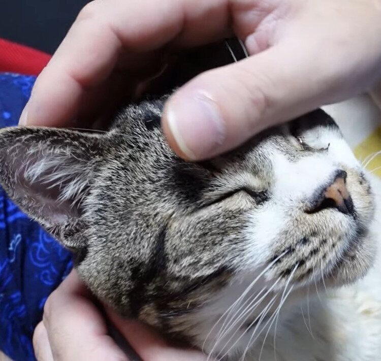 なでなでされる猫のリキちゃん