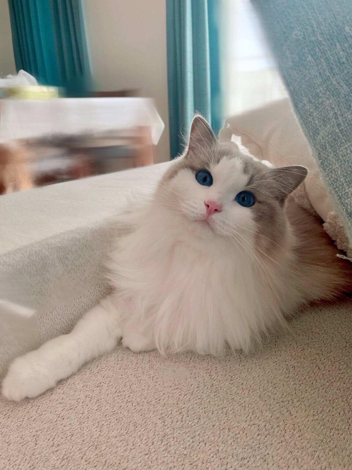 飼い主さんのことを見るラグドール