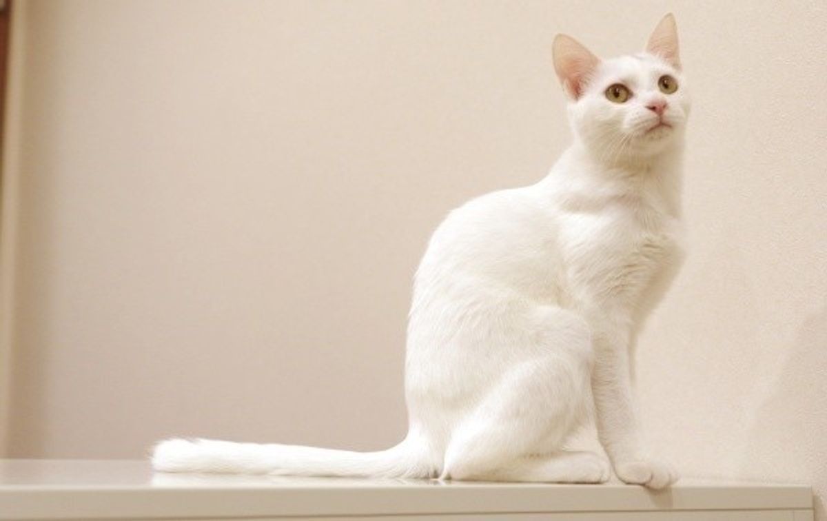 白猫って 遺伝子がとっても強いんです ねこのきもちweb Magazine 白猫って 遺伝子がとっても強いんです ねこのきもちweb Magazine