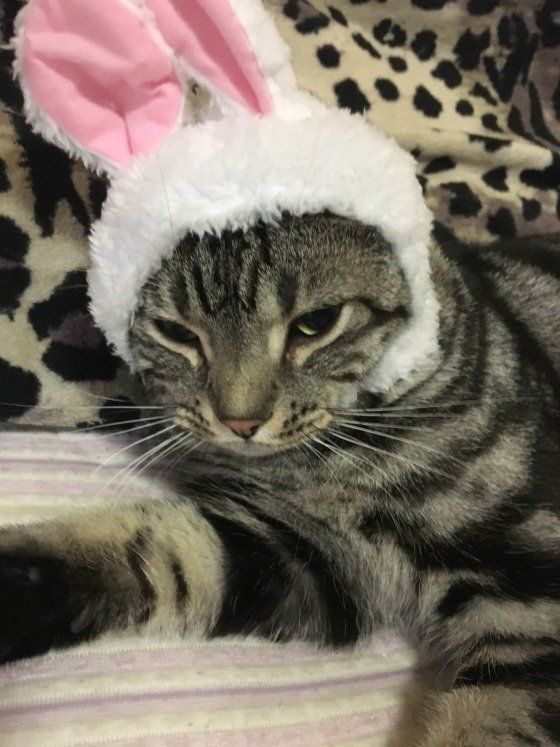 うさぎのかぶりものをした猫屋くん