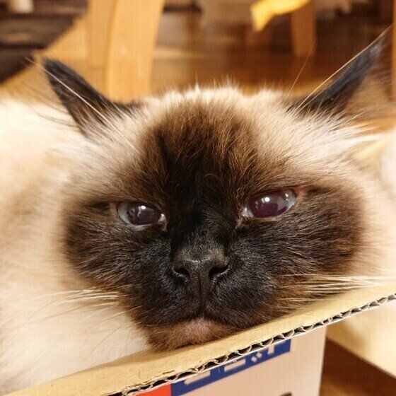 箱の中に入るバーマン