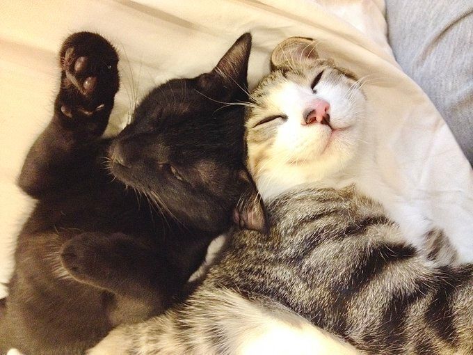 寄り添って眠る2匹の子猫