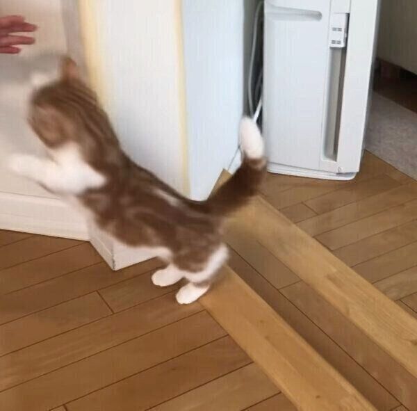 飼い主さんにドッキリを仕掛けるころんちゃん