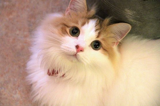 東京　吉祥寺　武蔵野市　猫カフェ　てまりのおうち