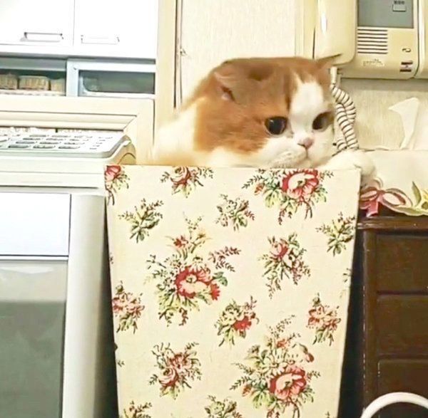 ゴミ箱で遊ぶミヌエット