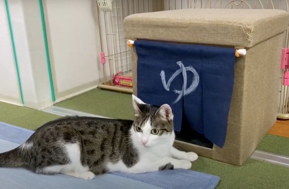 モモちゃん&ねこたちゃんと「湯」のれん