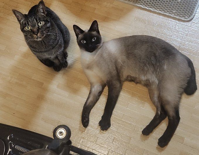 飼い主を見上げる2匹の猫