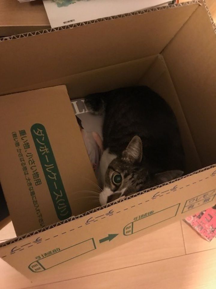 捨てるはずだったのに 段ボールのニャるほど活用法 ねこのきもちweb Magazine 捨てるはずだったのに 段ボールのニャるほど活用法 ねこのきもちweb Magazine
