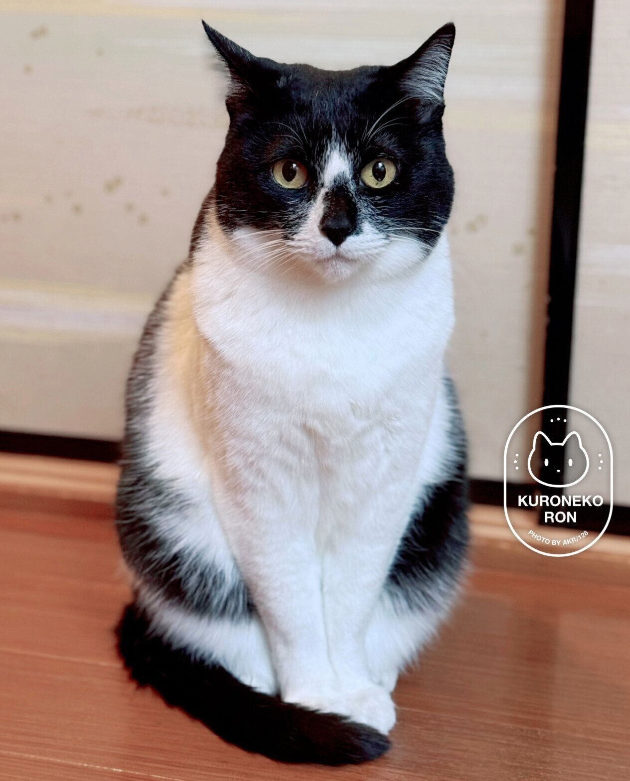 澄まし顔が可愛いまめさん