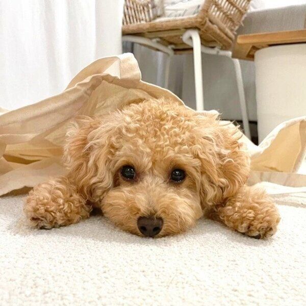 次男のアネラくん