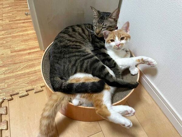 仲良しなうにくんともずくくん