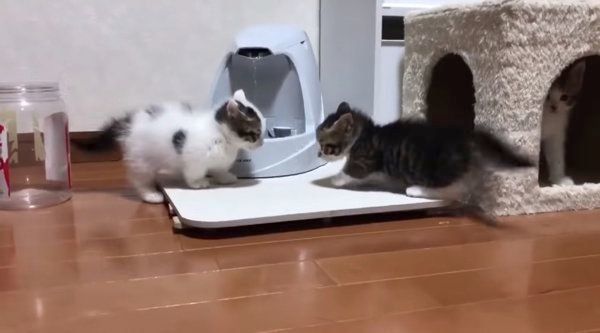 ケンカをする子猫