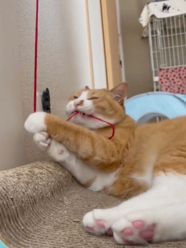 ヒモに夢中のさんてくん