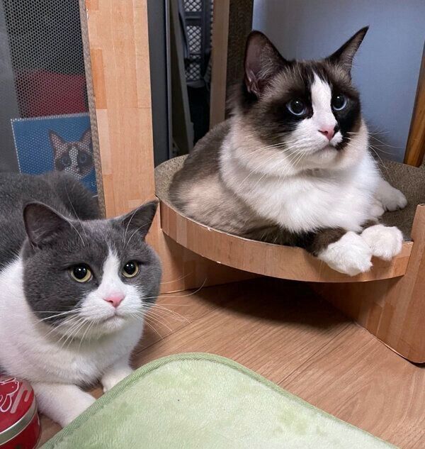 まったりするコテツくん、まるくん