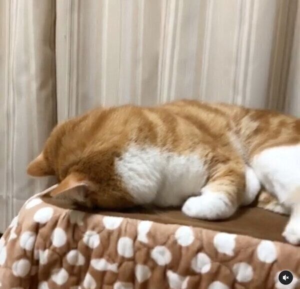 ごめん寝ポーズをするもんちゃん