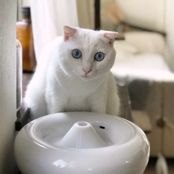 白い入れ物で水を飲む白猫