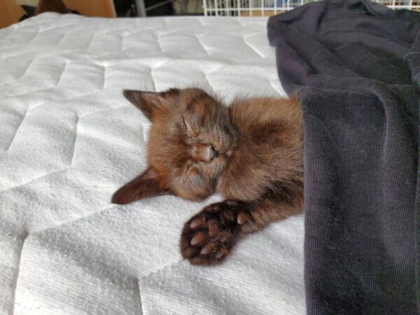 眠るゆずちゃん