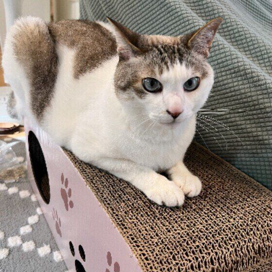 MIX茶×白のふくくん